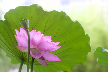 绿色的树叶间粉红色莲花