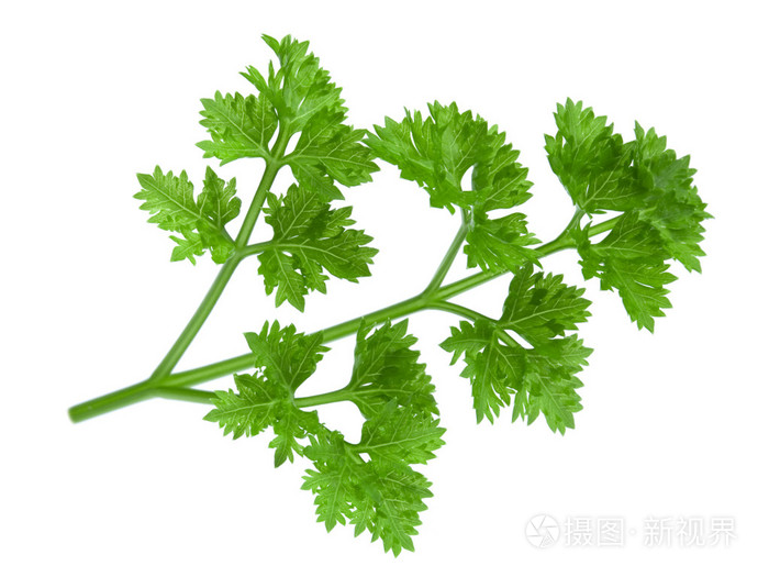 欧芹