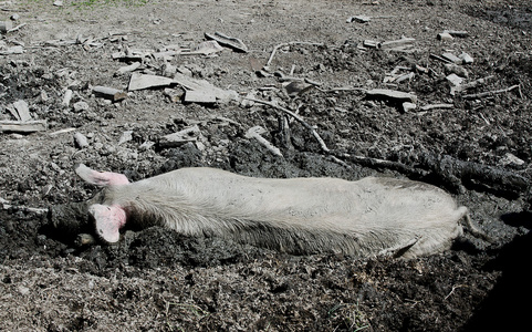 猪在泥浆中休息
