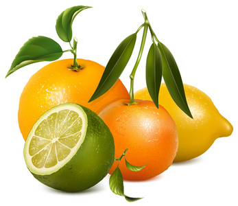 矢量柑橘类水果