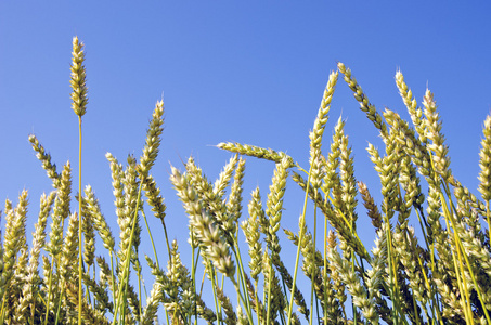 夏季小麦耳朵上天空背景
