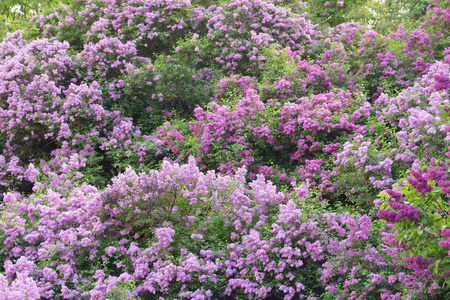 在春天的花园中的丁香花丛中图片