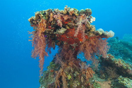 软珊瑚在热带礁