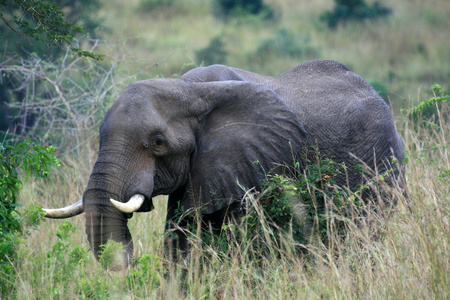 非洲大象，乌干达非洲