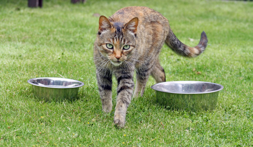 令人惊叹的虎斑猫