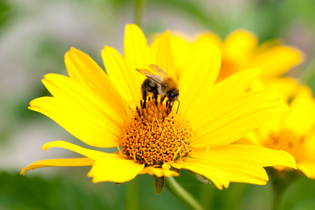 在黄色花朵蜜蜂图片