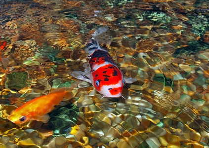 岩石池塘中的锦鲤鱼