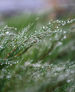 树枝上的雨滴