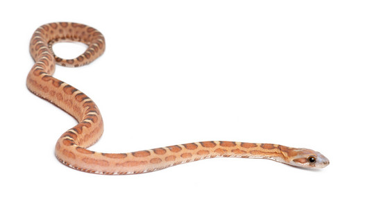 pantherophis guttatus guttatus，白色背景无鳞玉米蛇