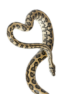 python，莫雷利亚 spilota 山青，关闭和白色背景