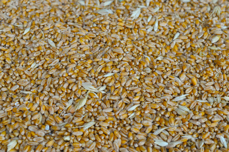 小麦籽粒背景