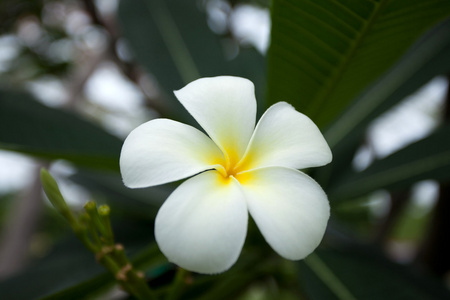 梅香鲜花