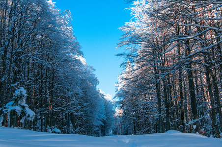 在冬季时间与上面的蓝色天空森林路径