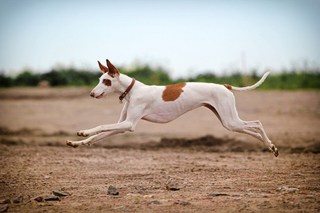 ibizan 猎犬狗奔跑