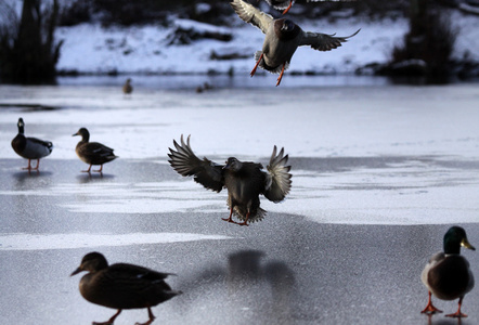 在结冰的湖面上鸭