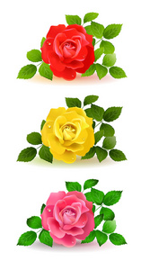 三色玫瑰用绿色的树叶