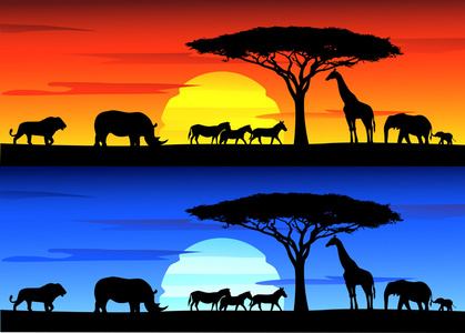 非洲野生动物的美丽日落背景