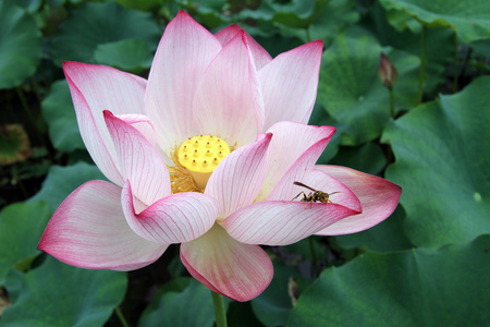 Lotus  