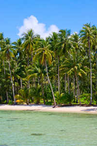 具有异国情调的树木在沙滩上的热带海滩