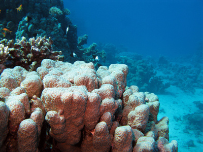 底部的红海的硬珊瑚
