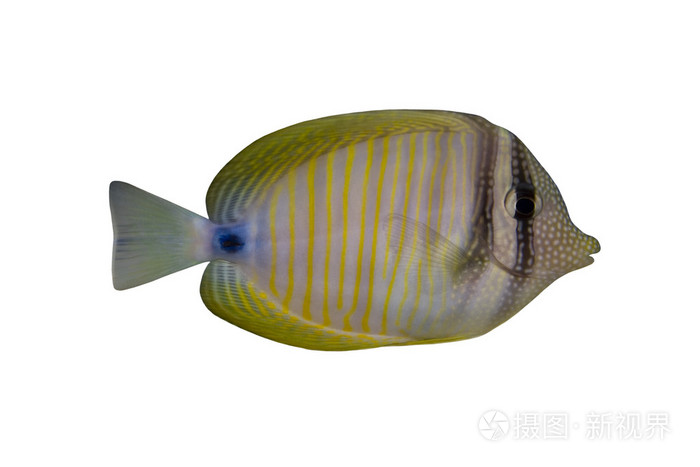 孤立在白色的热带鱼zebrasomadesjardinii