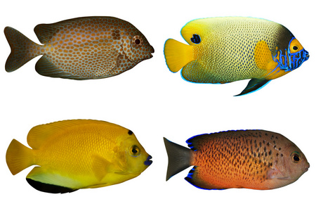 孤立在白色的四种热带鱼