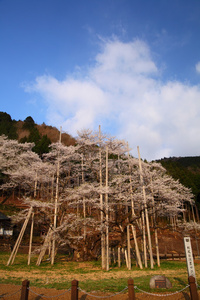 日本樱花树