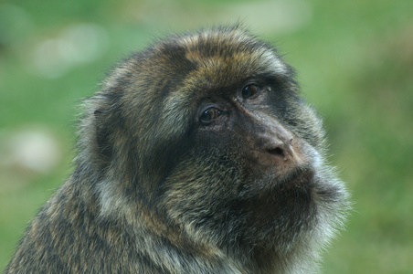 巴巴猕猴的肖像