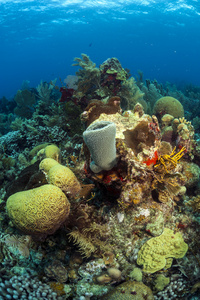 珊瑚花园，罗阿坦岛洪都拉斯