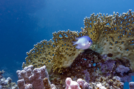 珊瑚礁与火珊瑚和鱼
