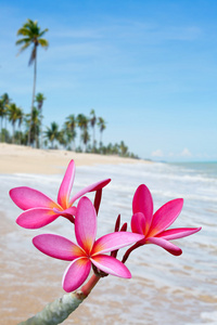 梅香花在海滩上
