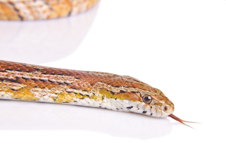 玉米蛇白色背景