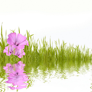 反映在水中的美鲜花绿草