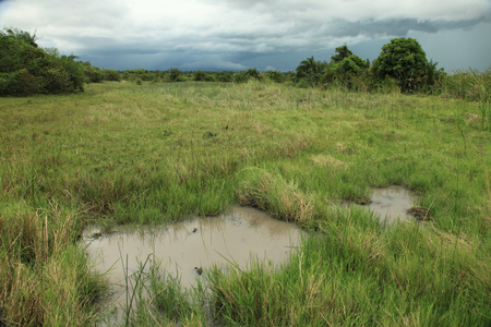 soroti 湿地沼泽乌干达 非洲