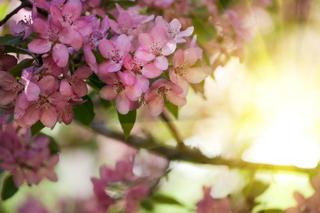 粉红苹果树鲜花和阳光