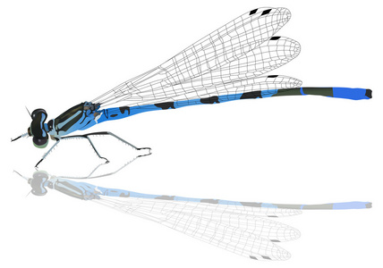 用反射的蓝蜻蜓