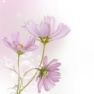 花园装饰暗粉色花