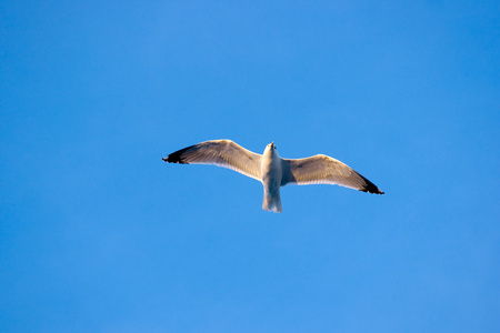 飞海鸥
