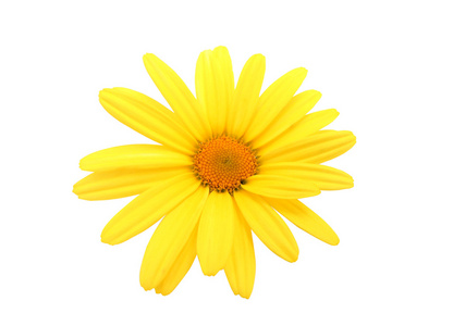 黄色雏菊花