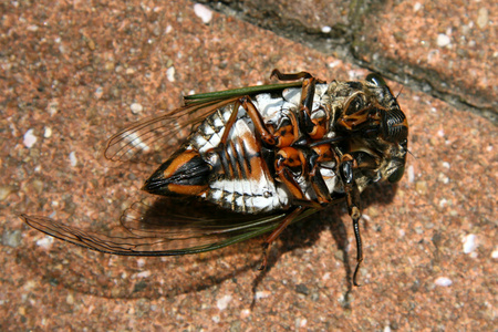 热带甲虫躺在它的后面，日本