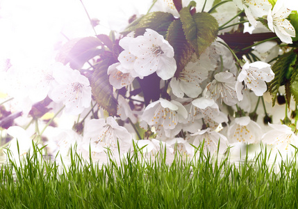 美丽白色鲜花与绿草