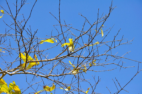 蓝蓝的天空背景上的树叶图片