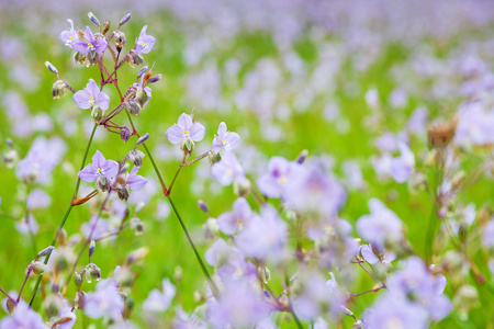 紫色的花