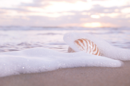 鹦鹉螺的壳在海波浪和日出光