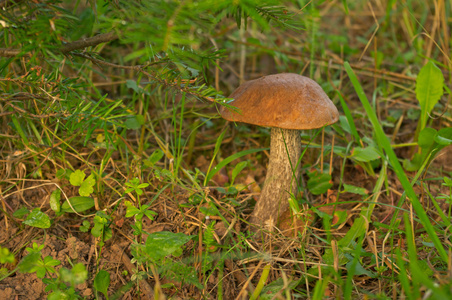 桦木阿斯彭蘑菇