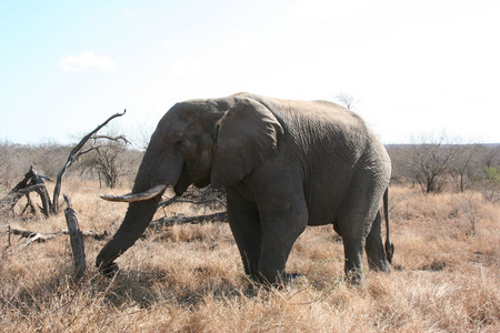 南非洲大象