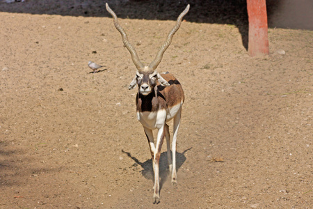 在动物园 斋浦尔，拉贾斯坦 印度采取的滑稽鹿