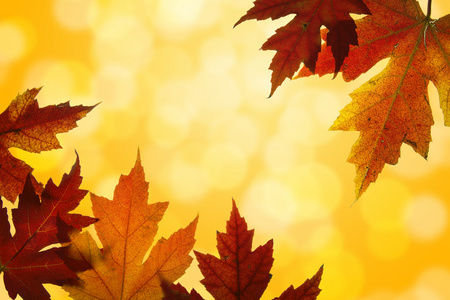秋天枫叶混合的秋天颜色背光