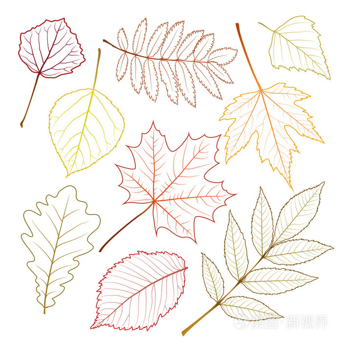 秋天的树叶插画-正版商用图片1a8pq7-摄图新视界