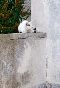 小的猫